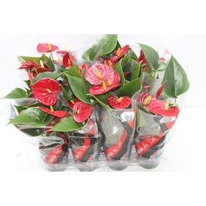ANTHURIUM RED SUCCESS P09
