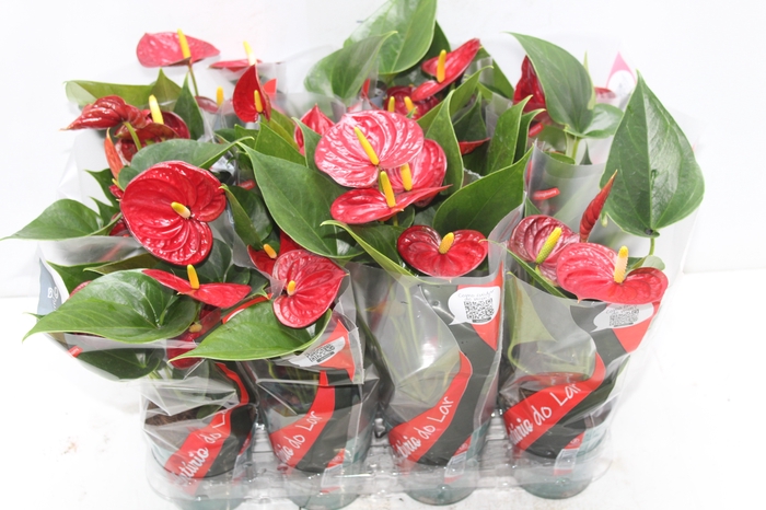 <h4>ANTHURIUM RED SUCCESS P09</h4>
