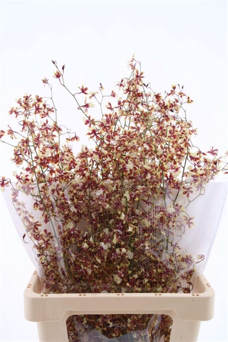 <h4>Oncidium Tolumnia L</h4>