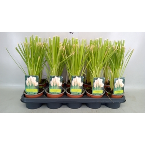 Cortaderia sell.
