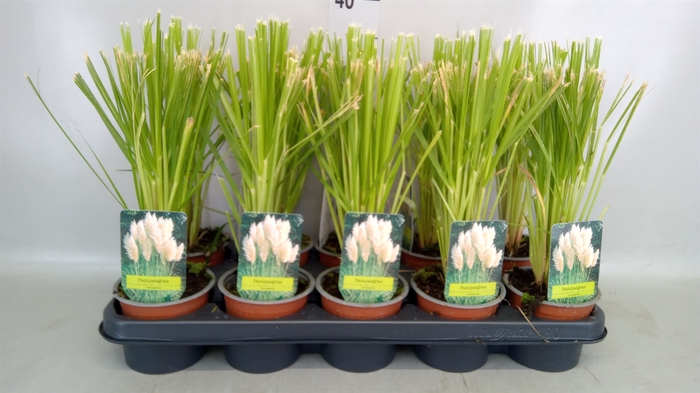 <h4>Cortaderia sell.</h4>
