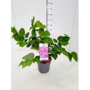 Cercis Avondale