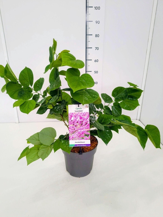 <h4>Cercis Avondale</h4>