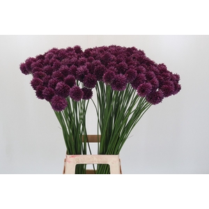 Allium Sphaerocephalon