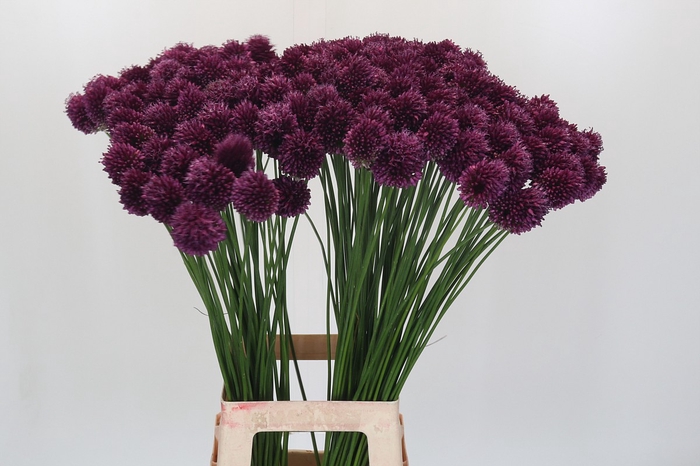 <h4>Allium Sphaerocephalon</h4>