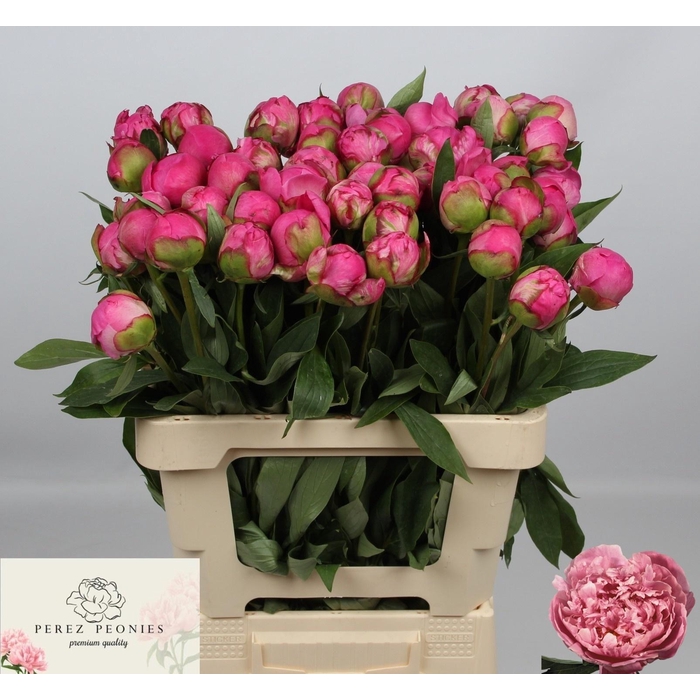 <h4>PAEO L ALEX FLEMING</h4>