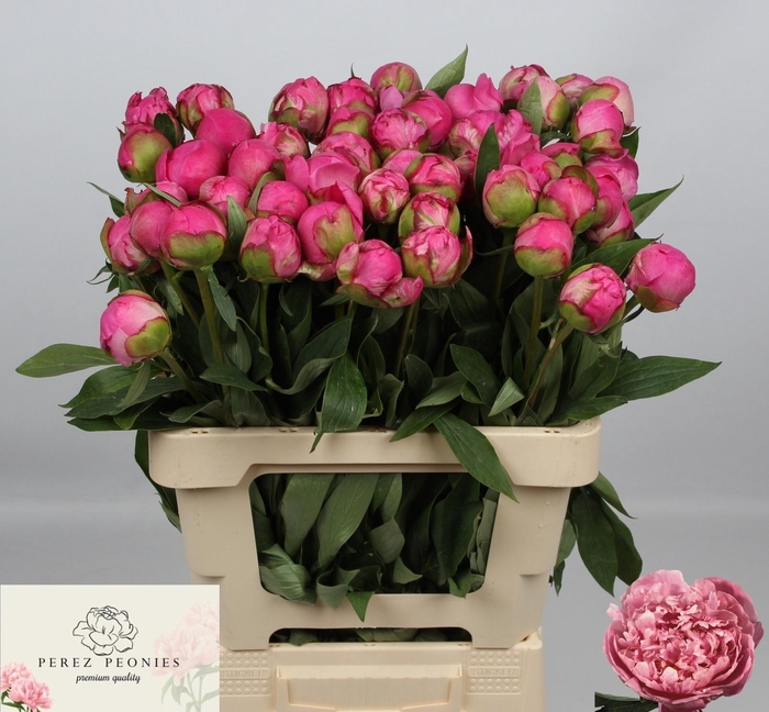 <h4>PAEO L ALEX FLEMING</h4>