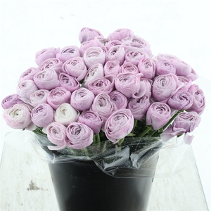 Ran Su Sr Nebbia Extra