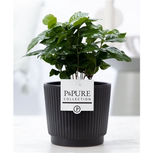 Coffea Arabica in P&PURE Liv ceramics matt black