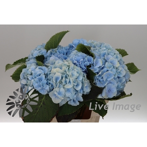 Hydrangea verena blue