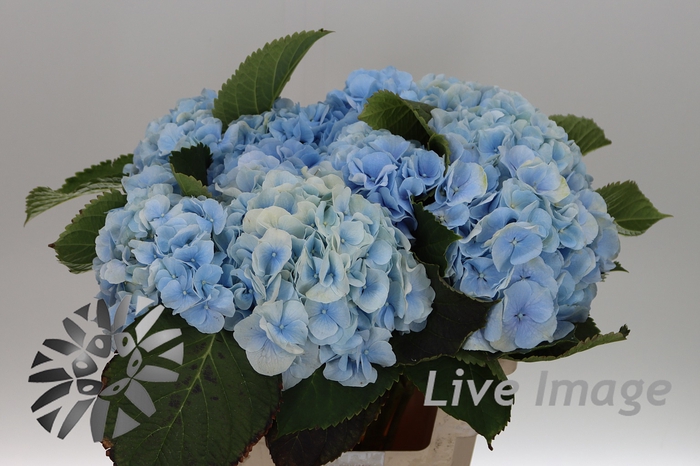 <h4>Hydrangea verena blue</h4>