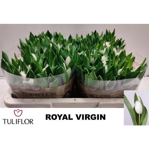 <h4>TU EN ROYAL VIRGIN</h4>