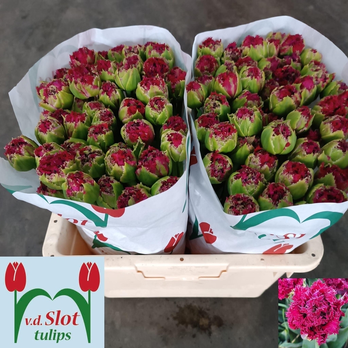 <h4>TU FR PADUA</h4>