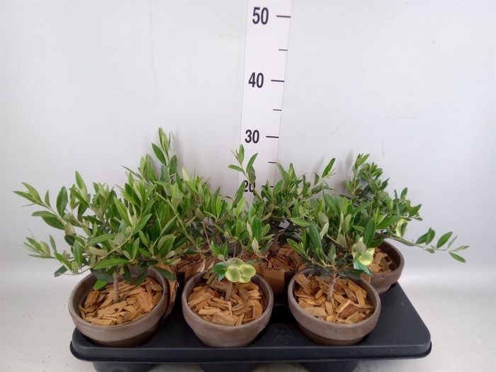 <h4>Arr.   Tuinplanten L%</h4>
