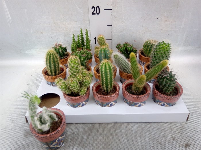 <h4>Cactus   ...</h4>