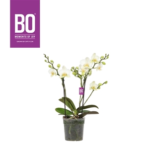 Flora P12 BO White 2 spike