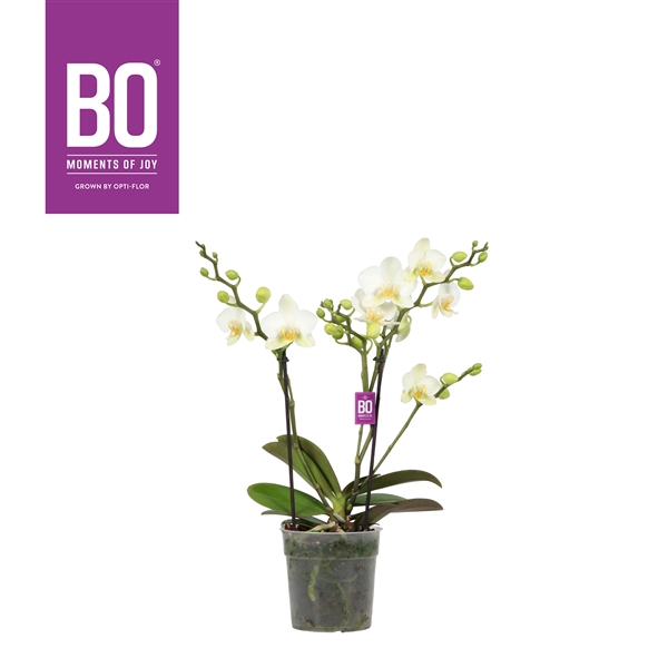 <h4>Flora P12 BO White 2 spike</h4>