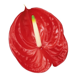 Anthurium Tropical