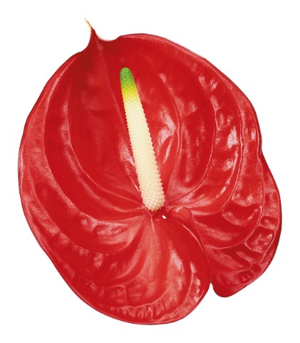 <h4>Anthurium Tropical</h4>