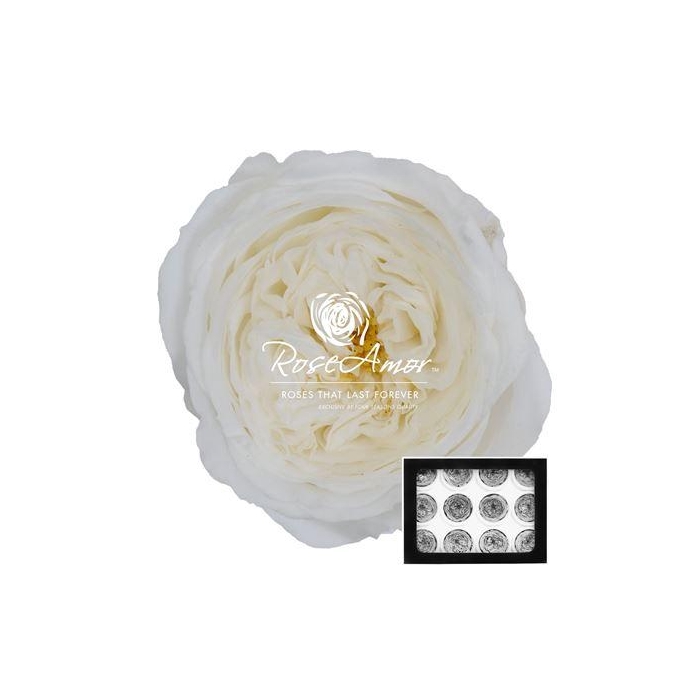 <h4>Amelia Whi01</h4>