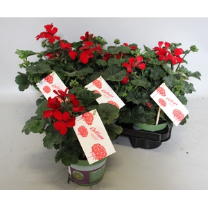 Pelargonium Calliope landscape Fire