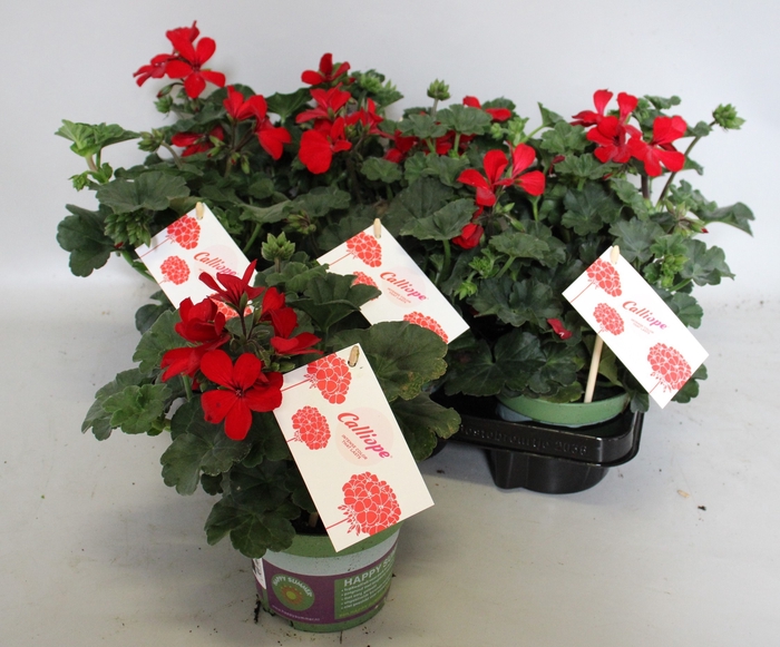 <h4>Pelargonium Calliope landscape Fire</h4>