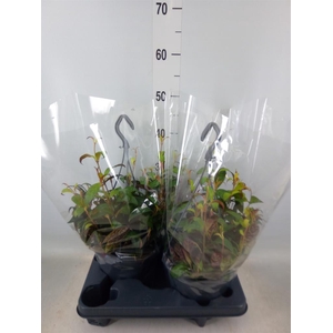 Aeschynanthus marmoratus