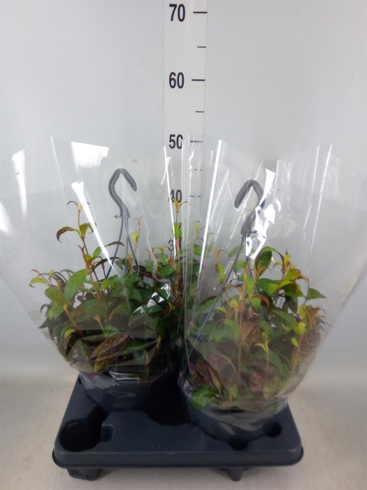 <h4>Aeschynanthus marmoratus</h4>