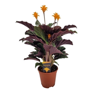 Calathea crocata 'Tassmania'