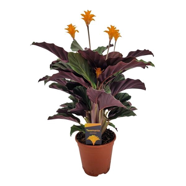 <h4>Calathea crocata 'Tassmania'</h4>