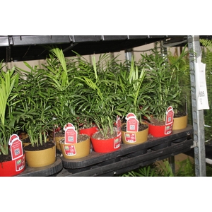 PALMEIRA CHAMAEDOREA ELEGANS P11