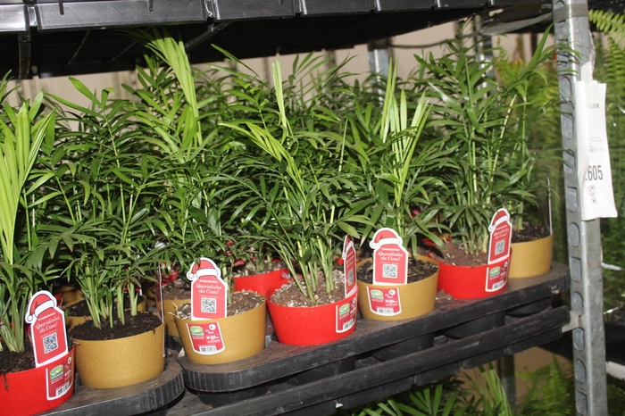 <h4>PALMEIRA CHAMAEDOREA ELEGANS P11</h4>