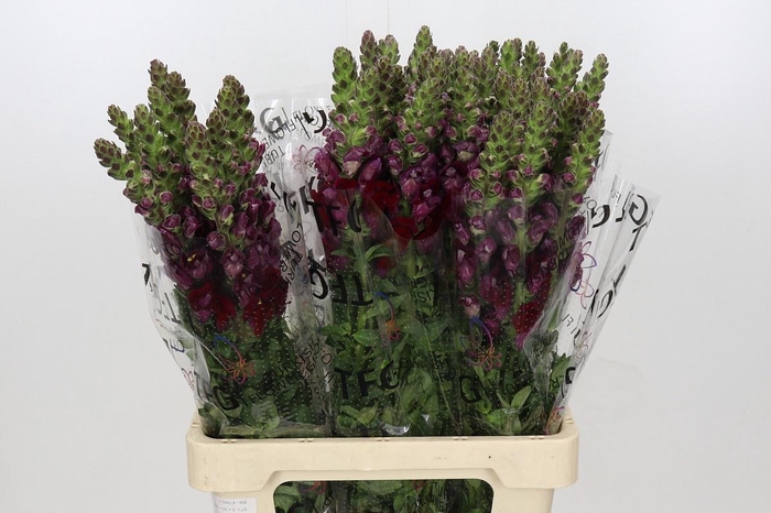 <h4>ANTIR MONACO RED</h4>