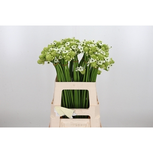 Ornithogalum Saundersiae