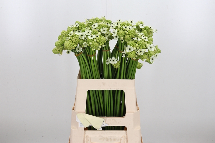 <h4>Ornithogalum Saundersiae</h4>