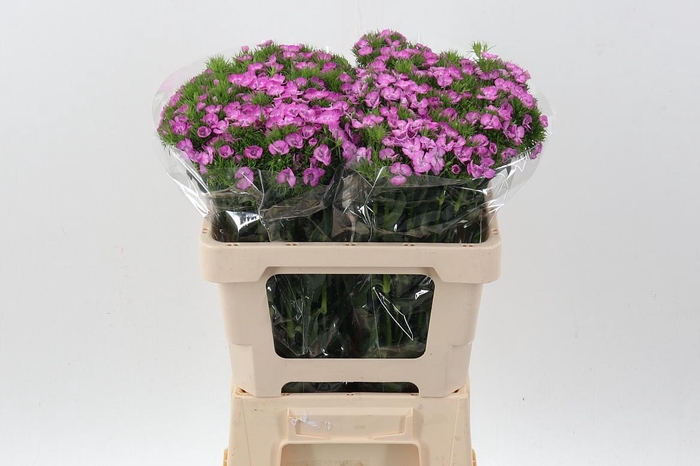 <h4>Di Barb Melian</h4>