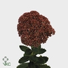 Sedum White