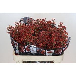 ROZENBOTTEL AUTUMN ROSEFRUITS*#