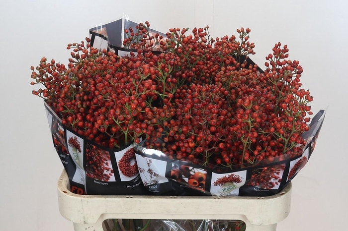 <h4>ROZENBOTTEL AUTUMN ROSEFRUITS*#</h4>