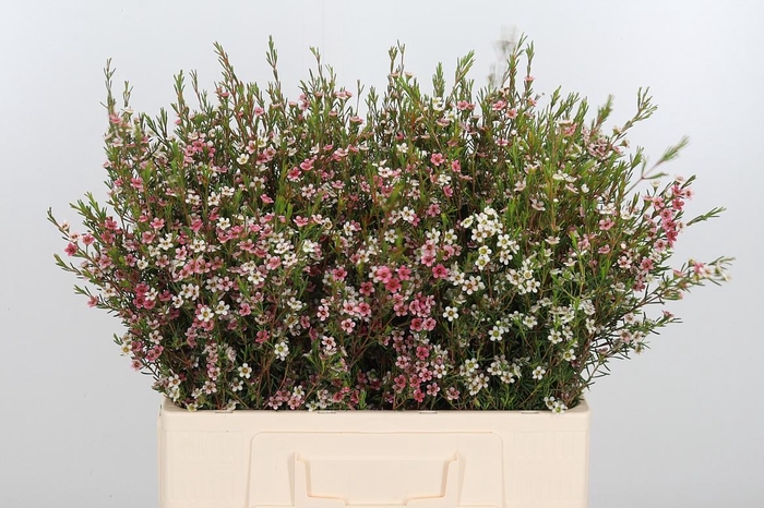 <h4>Chamelauc Sweet 16</h4>