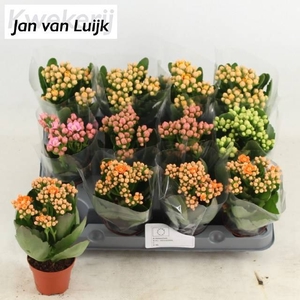 KAL EN GEM 4 KL