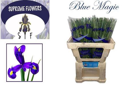 <h4>Iris Blue Magic</h4>