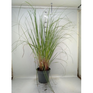 Cortaderia sell. 'Pumila'