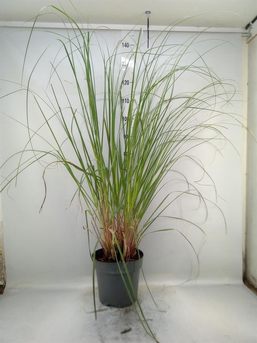 <h4>Cortaderia sell. 'Pumila'</h4>