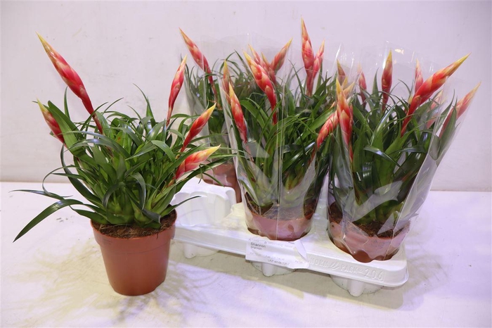 <h4>Vries Shannon</h4>