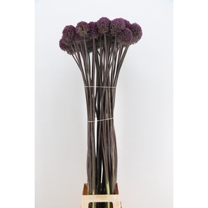 ALLIUM SUMMER DRUMME