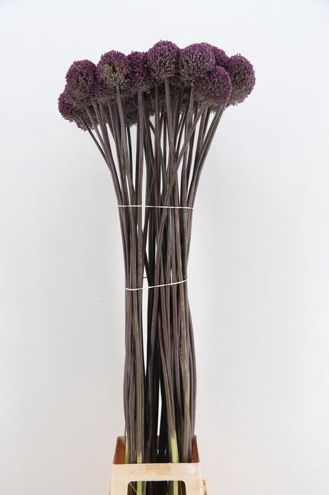 <h4>ALLIUM SUMMER DRUMME</h4>