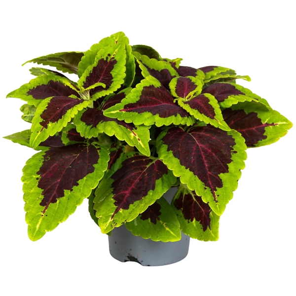 <h4>Coleus Alligator Alley</h4>