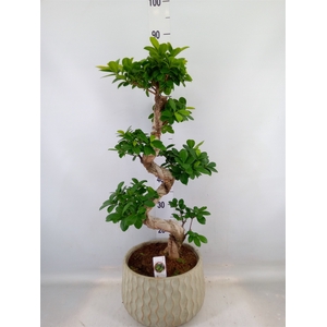 Ficus microcarpa 'Ginseng'