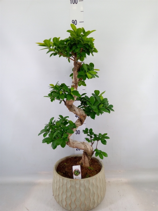 <h4>Ficus microcarpa 'Ginseng'</h4>